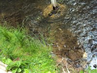 Fischsterben Wipper 1450